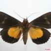 076 Heterocera (FV) Noctuidae Calpinae Eudocima divitiosa m 8EIMG_4253WTMK.jpg