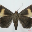 078 Heterocera (FV) Noctuidae Quadrifinae Achaea ezea m 8EIMG_15837WTMK.jpg