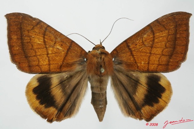 081 Heterocera (FD) Noctuidae Quadrifinae Achaea catocalina 8EIMG_17603WTMK.jpg