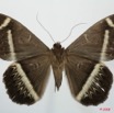 084 Heterocera (FV) Noctuidae Quadrifinae Cyligramma duplex f 8EIMG_20729WTMK.jpg