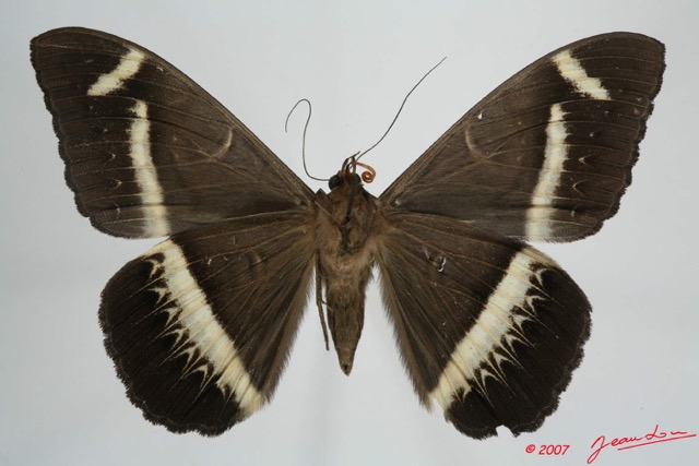 086 Heterocera (FV) Noctuidae Quadrifinae Cyligramma duplex 7EIMG_0222WTMK.jpg