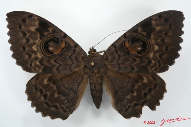 087 Heterocera (FD) Noctuidae Quadrifinae Eupatula walkeri f 8EIMG_20863WTMK.jpg