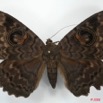 087 Heterocera (FD) Noctuidae Quadrifinae Eupatula walkeri f 8EIMG_20863WTMK.jpg