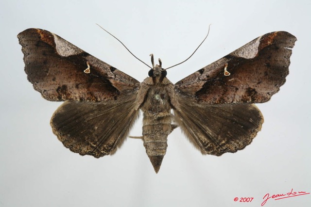 089 Heterocera (FD) Noctuidae Quadrifinae Rougeotiana rogator 7EIMG_0214WTMK.jpg