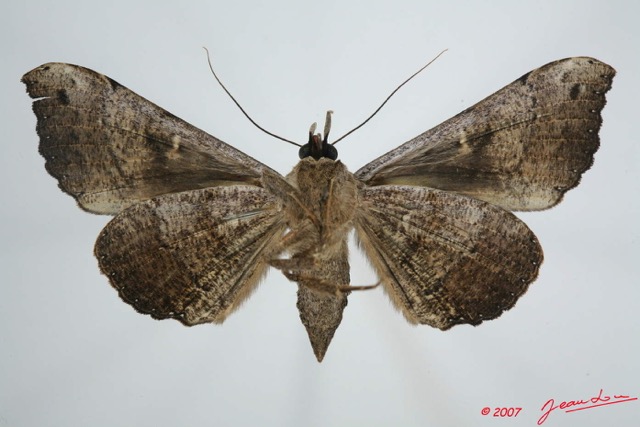 090 Heterocera (FV) Noctuidae Quadrifinae Rougeotiana rogator 7EIMG_0217WTMK.jpg
