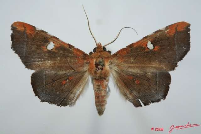 095 Heterocera (FD) Noctuidae Quadrifinae Episparis sp 8EIMG_26131WTMK.jpg