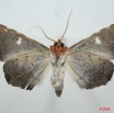 096 Heterocera (FV) Noctuidae Quadrifinae Episparis sp 8EIMG_26140WTMK.jpg