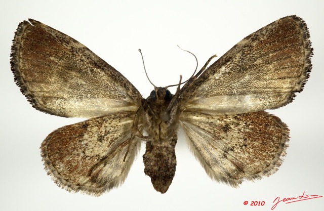0016 Heterocera 175b (FV) Noctuidae Quadrifinae f 9E5K2IMG_57094wtmk.jpg