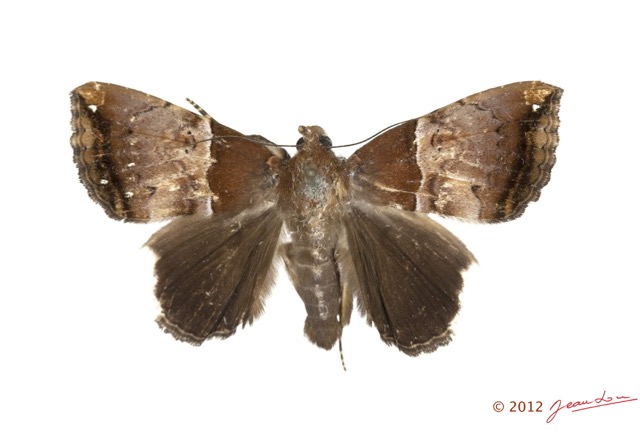 0037 Heterocera 200c (FD) Noctuidae 12E5K2IMG_73860wtmk.jpg