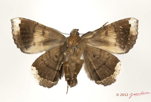 0038 Heterocera 200c (FV) Noctuidae 12E5K2IMG_73861wtmk.jpg