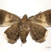 0038 Heterocera 200c (FV) Noctuidae 12E5K2IMG_73861wtmk.jpg