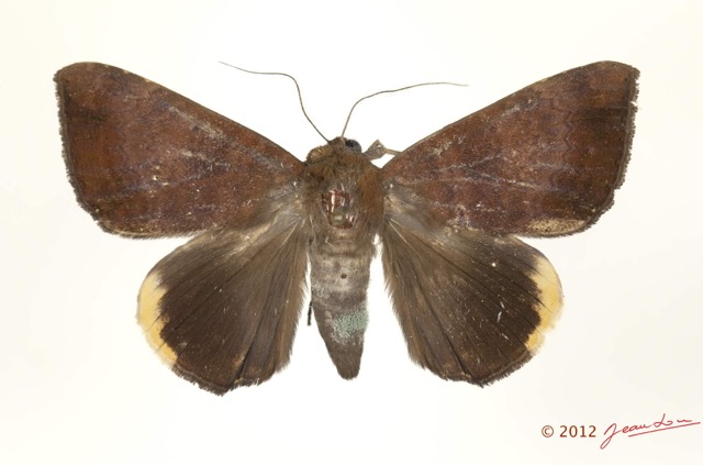 0039 Heterocera 200d (FD) Noctuidae 12E5K2IMG_73862wtmk.jpg