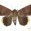 0039 Heterocera 200d (FD) Noctuidae 12E5K2IMG_73862wtmk.jpg
