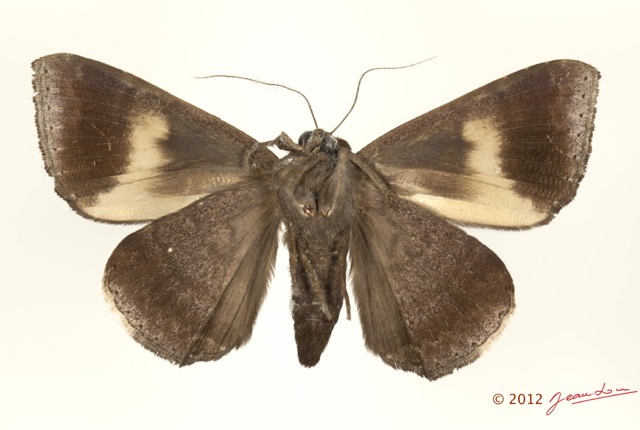 0040 Heterocera 200d (FV) Noctuidae 12E5K2IMG_73863wtmk.jpg