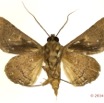 0056 Heterocera 207c (FV) Noctuidae 14E5K3IMG_97295wtmk.jpg