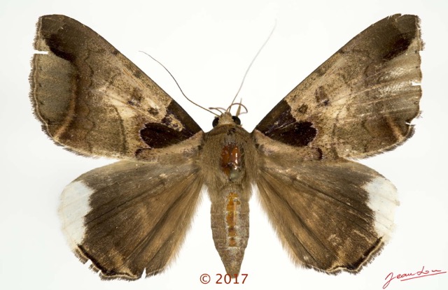 0059 Heterocera 213c (FD) Noctuidae 17E5K3IMG_125931wtmk.jpg