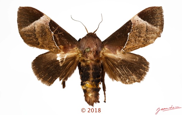 0061 Heterocera 213d (FD) Noctuidae 18E5K3IMG_180512127402_DxOwtmk 150k.jpg