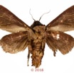 0062 Heterocera 213d (FV) Noctuidae 18E5K3IMG_180512127404_DxOwtmk 150k.jpg