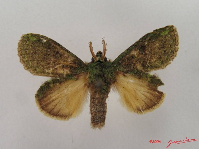 001 Heterocera (FD) Notodontidae m IMG_4317WTMK.JPG
