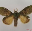 001 Heterocera (FD) Notodontidae m IMG_4317WTMK.JPG