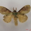 002 Heterocera (FV) Notodontidae m IMG_4318WTMK.JPG