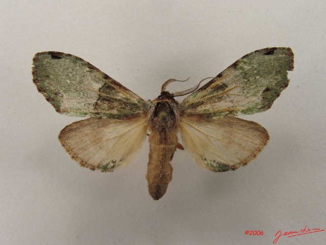 003 Heterocera (FD) Notodontidae IMG_4746WTMK.JPG