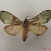 003 Heterocera (FD) Notodontidae IMG_4746WTMK.JPG