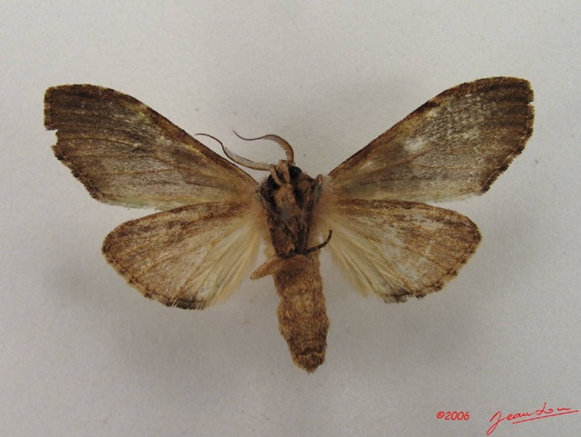 004 Heterocera (FV) Notodontidae IMG_4747WTMK.JPG