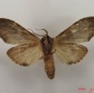 004 Heterocera (FV) Notodontidae IMG_4747WTMK.JPG