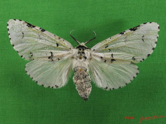 005 Heterocera (FD) Notodontidae Afrocerura sp f IMG_5039WTMK.JPG