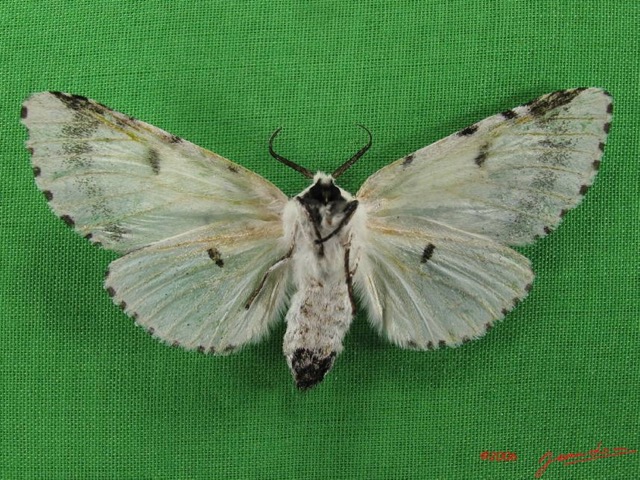006 Heterocera (FV) Notodontidae Afrocerura sp f IMG_5043WTMK.JPG