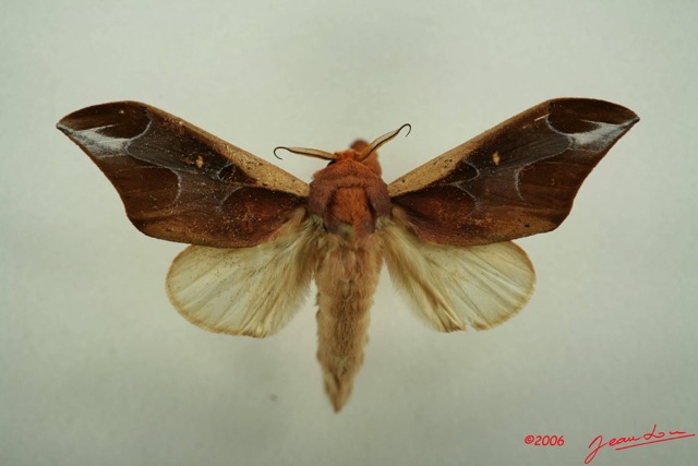 007 Heterocera (FD) Notodontidae m IMG_3157WTMK.JPG