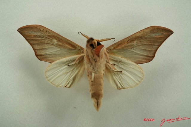 008 Heterocera (FV) Notodontidae m IMG_3160WTMK.JPG