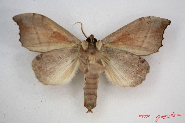 010 Heterocera (FV) Notodontidae m IMG_3974WTMK.JPG