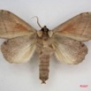 010 Heterocera (FV) Notodontidae m IMG_3974WTMK.JPG