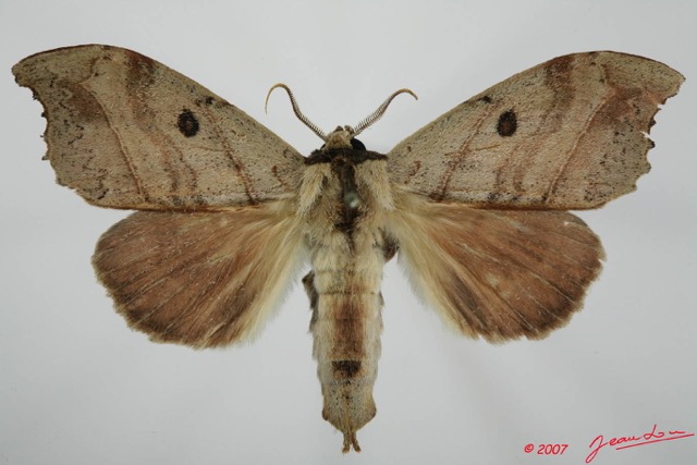 013 Heterocera (FD) Notodontidae m 7EIMG_2067WTMK.JPG