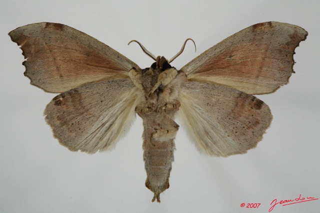 014 Heterocera (FV) Notodontidae m 7EIMG_2072WTMK.JPG