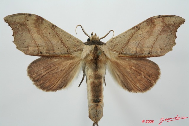 019 Heterocera (FD) Notodontidae m 8EIMG_15848WTMK.jpg