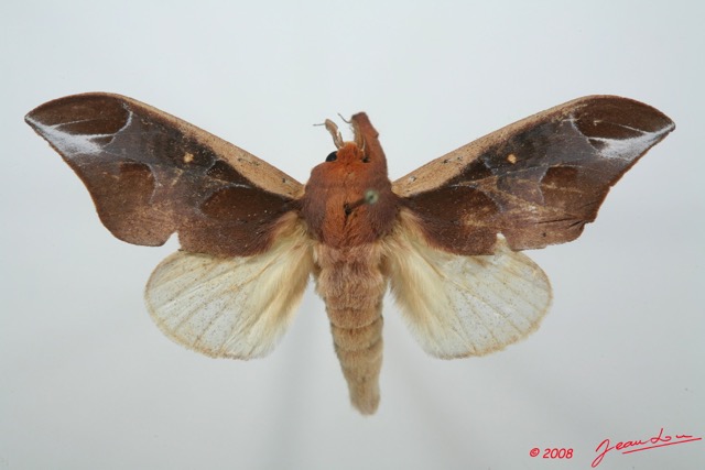 021 Heterocera (FD) Notodontidae m 8EIMG_15896WTMK.jpg
