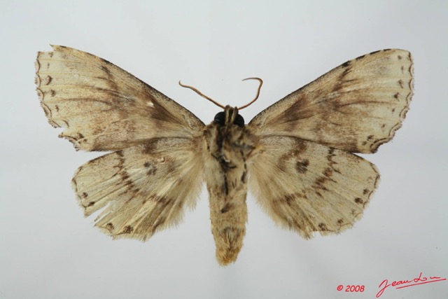 026 Heterocera (FV) Notodontidae 8EIMG_17581WTMK.JPG