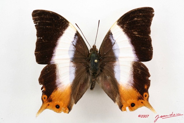 001 Lepidoptera (FD) Nymphalidae Apaturinae Palla violinitens m 7IMG_5095WTMK.JPG