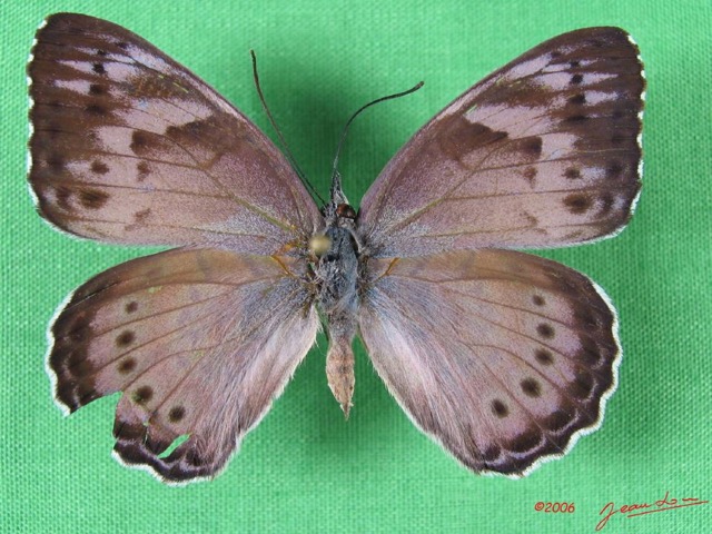 001 Lepidoptera (FD) Nymphalidae Biblidinae Sevenia pechueli f IMG_1648WTMK.JPG