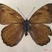 005 Lepidoptera (FD) Nymphalidae Biblidinae Sevenia amulia f IMG_1783WTMK.JPG