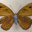 006 Lepidoptera (FV) Nymphalidae Biblidinae Sevenia amulia f IMG_1784WTMK.JPG