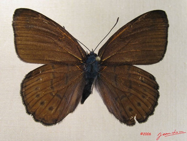 007 Lepidoptera (FD) Nymphalidae Biblidinae Sevenia amulia m IMG_1785WTMK.JPG