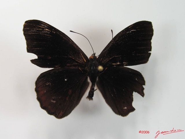 009 Lepidoptera (FD) Nymphalidae Biblidinae Sevenia occidentalium m IMG_2066WTMK.JPG