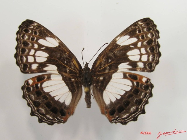 017 Lepidoptera (FD) Nymphalidae Biblidinae Neptidopsis ophione IMG_2608WTMK.JPG