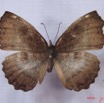 021 Lepidoptera (FD) Nymphalidae Biblidinae Ariadne enotrea IMG_3034WTMK.JPG