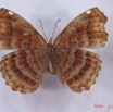 022 Lepidoptera (FV) Nymphalidae Biblidinae Ariadne enotrea IMG_3036WTMK.JPG