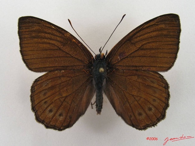 027 Lepidoptera (FD) Nymphalidae Biblidinae Sevenia amulia IMG_4636WTMK.JPG